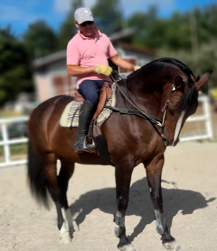 #scuoladiequitazione #horses #passion #scuolacantero 